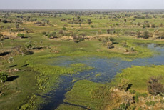 Moremi aus der Luft